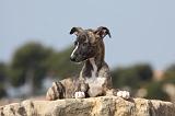 WHIPPET 270